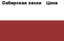 Сибирская хаски › Цена ­ 8 000 - Белгородская обл. Животные и растения » Собаки   . Белгородская обл.